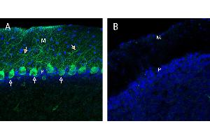 Free-floating frozen brain sections from a paraformaldehyde-perfused mouse were incubated with Anti-Neurexin 1α (extracellular) Antibody (ABIN7043357, 1:300), followed by goat anti-rabbit secondary antibody conjugated to Alexa Fluor® 488 (green). (Neurexin 1 抗体  (Extracellular, N-Term))