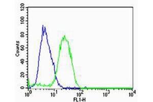 Flow cytometric analysis of U-87 MG cells using HBG2 Antibody (C-term)(green, Cat(ABIN1944740 and ABIN2838564)) compared to an isotype control of rabbit IgG(blue). (HBG2 抗体  (C-Term))