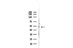 anti-POU Class 3 Homeobox 1 (POU3F1) (Internal Region) antibody