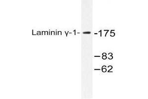 Western blot (WB) analysis of Laminin gamma-1 antibody in extracts from HUVEC cells. (Laminin gamma 1 抗体)