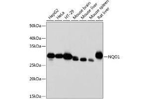 Western blot analysis of extracts of various cell lines, using NQO1 antibody (ABIN7268795) at 1:1000 dilution. (NQO1 抗体)