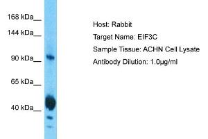 Host: Rabbit Target Name: EIF3C Sample Tissue: Human ACHN Whole Cell  Antibody Dilution: 1ug/ml (EIF3C 抗体  (N-Term))