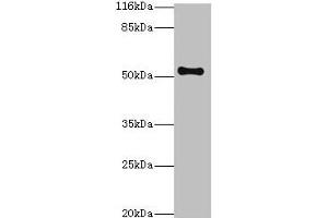 Western blot All lanes: THRB antibody at 2 μg/mL + Mouse liver tissue Secondary Goat polyclonal to rabbit IgG at 1/10000 dilution Predicted band size: 53, 55 kDa Observed band size: 53 kDa (THRB 抗体  (AA 1-461))