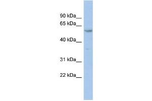 WB Suggested Anti-ZNF8 Antibody Titration:  0. (ZNF8 抗体  (N-Term))