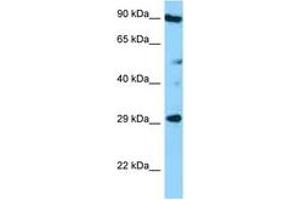 Image no. 1 for anti-Tetraspanin 26 (TSPAN26) (AA 126-175) antibody (ABIN6748306) (CD37 抗体  (AA 126-175))
