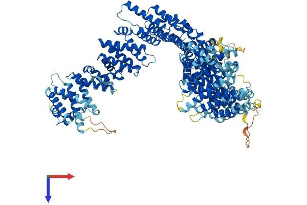 NCAPG2 Protein (AA 1-1138) (His tag)