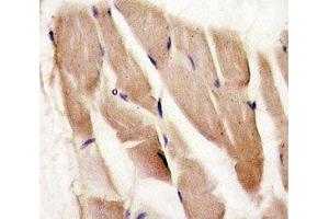 Immunohistochemistry (IHC) image for anti-Protein Kinase, AMP-Activated, alpha 2 Catalytic Subunit (PRKAA2) (AA 453-483) antibody (ABIN3032385)