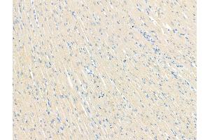 ABIN7094526 and ABIN7098575 at 1/100 staining Rat heart tissue by IHC-P. (GFRA3 抗体  (Internal Region))