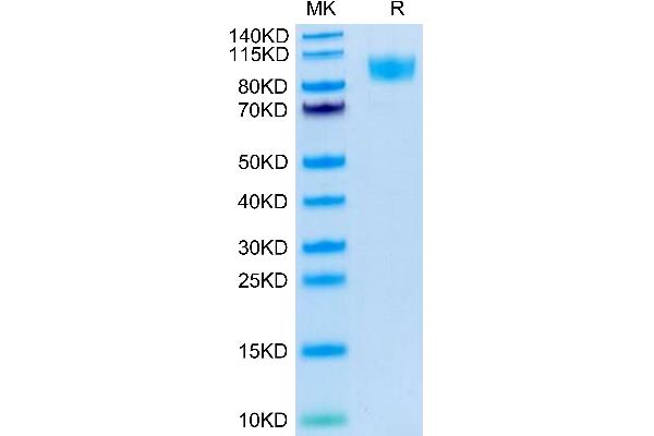 CD45 Protein (AA 26-416) (His-Avi Tag)