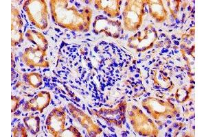 Immunohistochemistry of paraffin-embedded human kidney tissue using ABIN7144647 at dilution of 1:100 (ARTN 抗体  (AA 108-220))