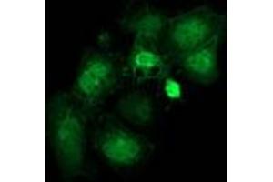 Immunofluorescence (IF) image for anti-Striatin Interacting Protein 1 (STRIP1) antibody (ABIN1498205) (STRIP1 抗体)