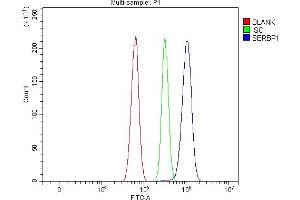 Flow Cytometry analysis of RH35 cells using anti-SERBP1 antibody (ABIN7602927). (SERBP1 抗体  (C-Term))