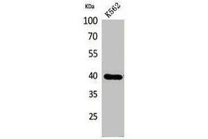 Western Blot analysis of K562 cells using GPR87/95 Polyclonal Antibody. (GPR87 抗体  (N-Term))