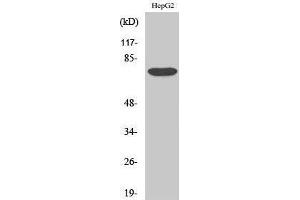 Western Blotting (WB) image for anti-Yes-Associated Protein 1 (YAP1) (Tyr537) antibody (ABIN3187512) (YAP1 抗体  (Tyr537))
