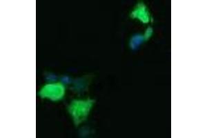 Image no. 2 for anti-Lysozyme (LYZ) antibody (ABIN1499236) (LYZ 抗体)