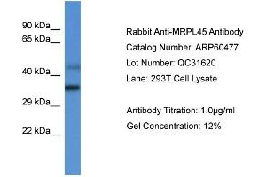 Western Blotting (WB) image for anti-Mitochondrial Ribosomal Protein L45 (MRPL45) (C-Term) antibody (ABIN2788461) (MRPL45 抗体  (C-Term))