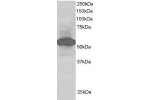 Image no. 1 for anti-Nucleotide Exchange Factor SIL1 (SIL1) (C-Term) antibody (ABIN374355)