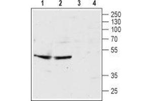 Western blot analysis of rat hippocampus lysate (lanes 1 and 3) and mouse brain membrane (lanes 2 and 4): - 1,2. (Serotonin Receptor 3B 抗体  (Extracellular, N-Term))