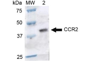 Western blot analysis of Rat Brain cell lysates showing detection of ~41. (CCR2 抗体  (Biotin))