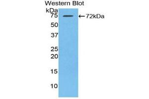 Detection of Recombinant HSPA1L, Rat using Polyclonal Antibody to Heat Shock 70 kDa Protein 1 Like Protein (HSPA1L) (HSPA1L 抗体  (AA 1-641))