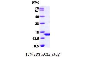 SDS-PAGE (SDS) image for phosphohistidine Phosphatase 1 (PHPT1) (AA 1-125) protein (His tag) (ABIN667241) (PHPT1 Protein (AA 1-125) (His tag))