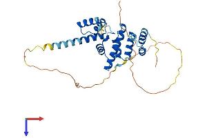 SIX2 Protein (AA 1-296) (His tag)