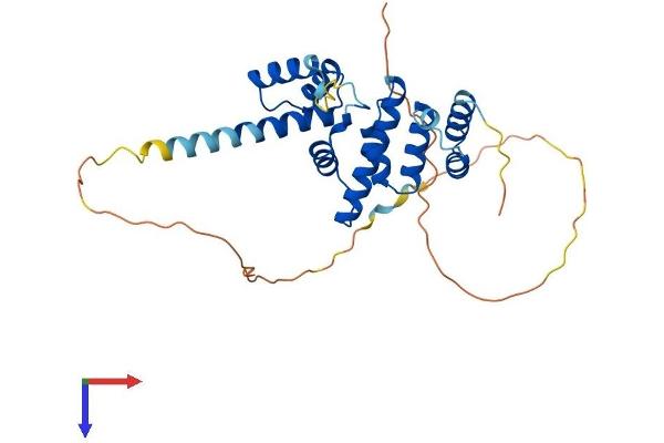 SIX2 Protein (AA 1-296) (His tag)
