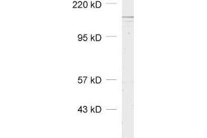 dilution: 1 : 1000, sample: cell lysate of mouse 3T3 fibroblasts