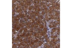 Immunohistochemical staining of human pancreas with SYTL4 polyclonal antibody  shows strong cytoplasmic positivity in exocrine glandular cells. (SYTL4 抗体)