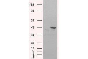 Image no. 2 for anti-Flotillin 1 (FLOT1) (C-Term) antibody (ABIN374222) (Flotillin 1 抗体  (C-Term))