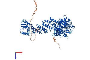 KLHL13 Protein (AA 1-654) (His tag)