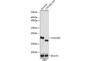 Western blot analysis of extracts from normal (control) and CHCHD2 knockout (KO) 293T cells, using CHCHD2 antibody (ABIN7266448) at 1:1000 dilution. (CHCHD2 抗体  (AA 75-145))