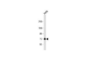 Anti-GUF1 Antibody (N-term) at 1:1000 dilution + Hela whole cell lysate Lysates/proteins at 20 μg per lane.