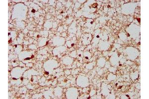 IHC image of ABIN7168279 diluted at 1:200 and staining in paraffin-embedded human brain tissue performed on a Leica BondTM system. (NeuN 抗体  (AA 1-101))