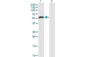 Western Blotting (WB) image for anti-Zinc Finger Protein 239 (ZNF239) (AA 1-100) antibody (ABIN521796)