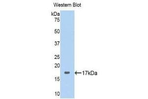 Western Blotting (WB) image for anti-Ribophorin 1 (RPN1) (AA 308-438) antibody (ABIN1860468) (RPN1 抗体  (AA 308-438))