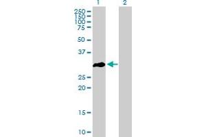 Western Blot analysis of OLIG3 expression in transfected 293T cell line by OLIG3 MaxPab polyclonal antibody. (OLIG3 抗体  (AA 1-272))