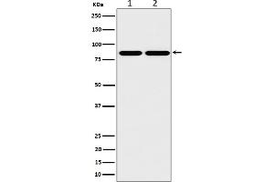Western blot analysis of RAB45 expression in (1) A431 cell lysate, (2) Raw264.