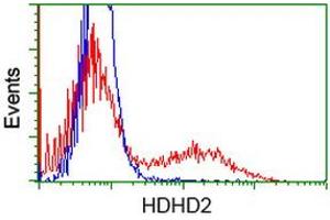 Flow Cytometry (FACS) image for anti-Haloacid Dehalogenase-Like Hydrolase Domain Containing 2 (HDHD2) antibody (ABIN1498628) (HDHD2 抗体)