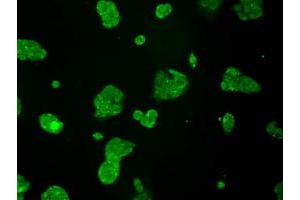 Anti-TTLL12 mouse monoclonal antibody (ABIN2453749) immunofluorescent staining of COS7 cells transiently transfected by pCMV6-ENTRY TTLL12 (RC200841). (TTLL12 抗体)