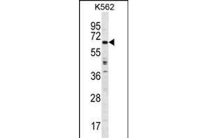 TRIM75 Antibody (Center) (ABIN1538260 and ABIN2849323) western blot analysis in K562 cell line lysates (35 μg/lane). (TRIM75 抗体  (AA 295-324))