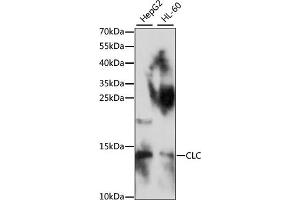 Western blot analysis of extracts of various cell lines, using CLC antibody (ABIN7266289) at 1:1000 dilution. (Galectin 10 抗体  (AA 1-142))