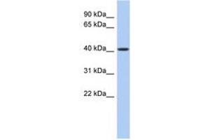Image no. 1 for anti-LAG1 Homolog, Ceramide Synthase 5 (LASS5) (AA 71-120) antibody (ABIN6740468) (LASS5 抗体  (AA 71-120))