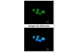 Immunofluorescence (IF) image for anti-Excision Repair Cross-Complementing Rodent Repair Deficiency, Complementation Group 8 (ERCC8) (Internal Region) antibody (ABIN2857082)