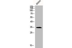 Western Blot analysis of AD293 cells using BRAF35 Polyclonal Antibody (HMGB2 抗体  (N-Term))