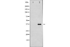 Western blot analysis of caspase12 expression in HUVEC cells,The lane on the left is treated with the antigen-specific peptide. (Caspase 12 抗体  (Internal Region))