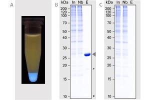 (A) Pull-down of mTagBFP from a mixture of GFP, mCherry and mTagBFP (B) Immunoprecipitation of mTagBFP (arrow) from HeLa lysate. (BFP-Catcher)