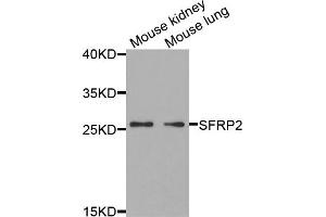 Western blot analysis of extracts of various cell lines, using SFRP2 antibody (ABIN5973117) at 1/1000 dilution. (SFRP2 抗体)