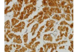 Image no. 2 for anti-Mitofusin 2 (MFN2) (AA 661-758) antibody (ABIN599102) (MFN2 抗体  (AA 661-758))