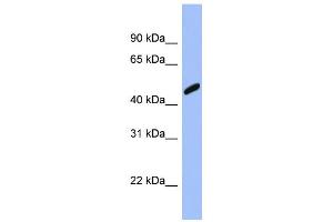 WB Suggested Anti-RBBP7 Antibody Titration: 0. (RBBP7 抗体  (Middle Region))